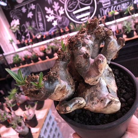 packypodium  brevicalyx《L size》※現地球発根済株※荒い肌質にwildすぎる樹形‼︎美術的interior性高きオススメ株※mad black pot植え