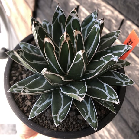 agave  笹の雪《小さめL size》※現地球発根後店主国内管理3年株※締まり&balanceも美しい良きサイズ感※mad black bowl pot植え