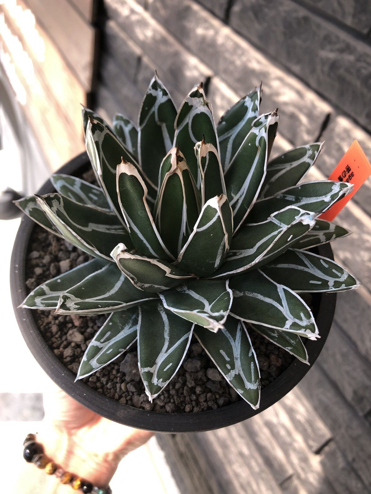 ダルマ笹の雪 発根済み 美株 大株 ダルマ笹の雪 発