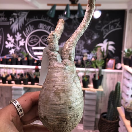 packypodium    gracilius《S size》輸入まもないまん丸新鮮株🌵vo①  限定15株