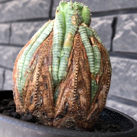 euphorbia obesa  old《L size 》※現地球株発根済※極木質化が進みビンテージ感強き年代物なワイルドオベサ‼︎※mad black bowl pot植え