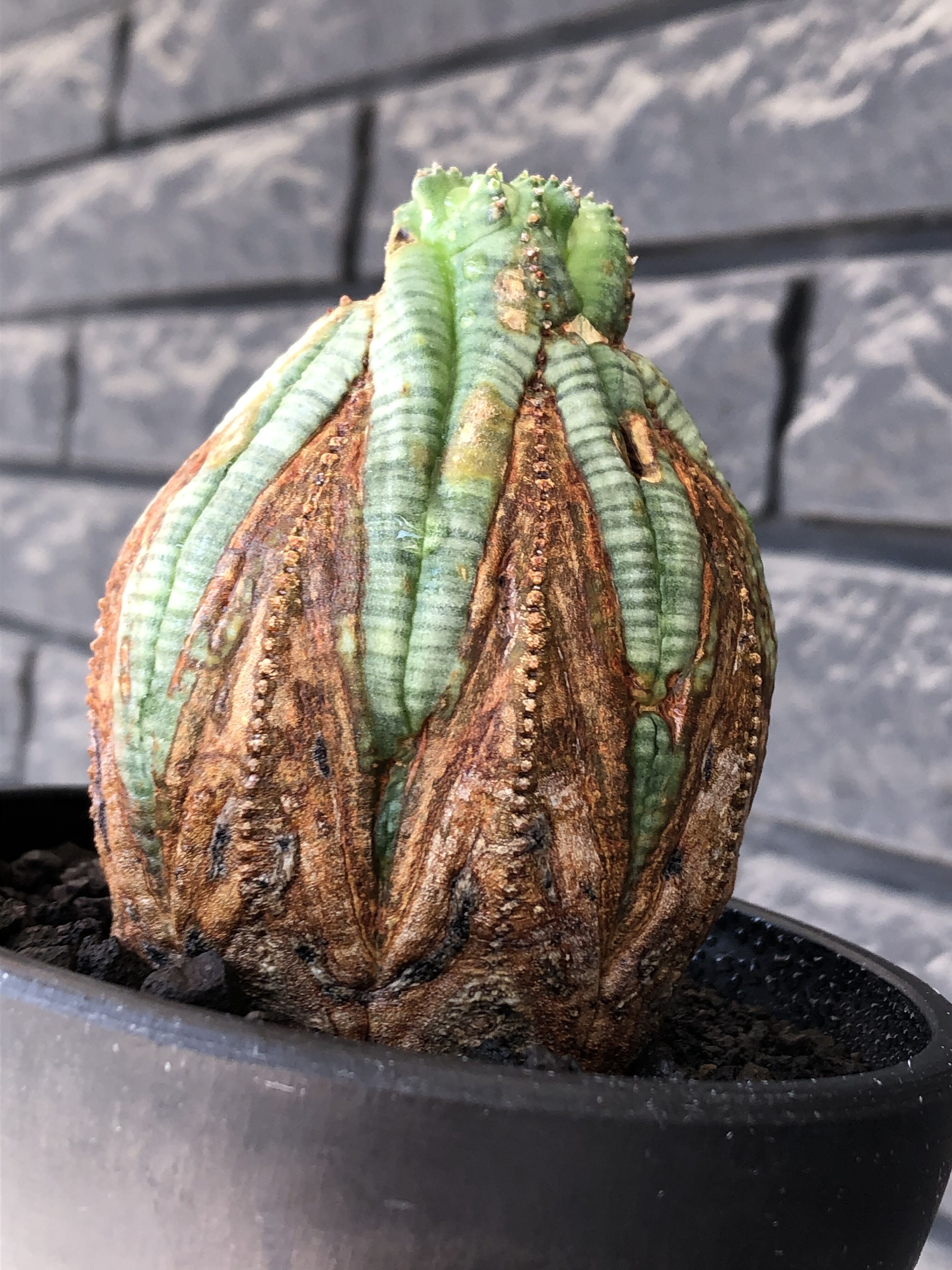 euphorbia obesa old《L size 》※現地球株発根済※極木質化が進みビン