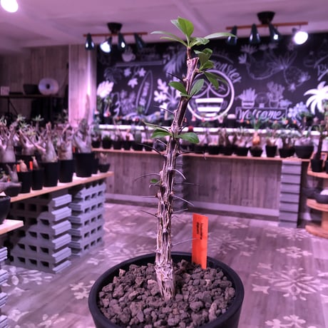 fouquieria  diguetii《M    size》再入荷お知らせ通知分※mad black pot植え