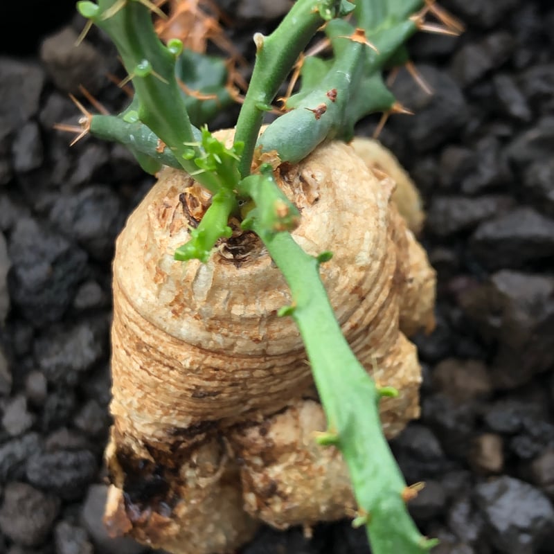 euphorbia micracantha《M size》※現地球株発根済※細く無数に生える長