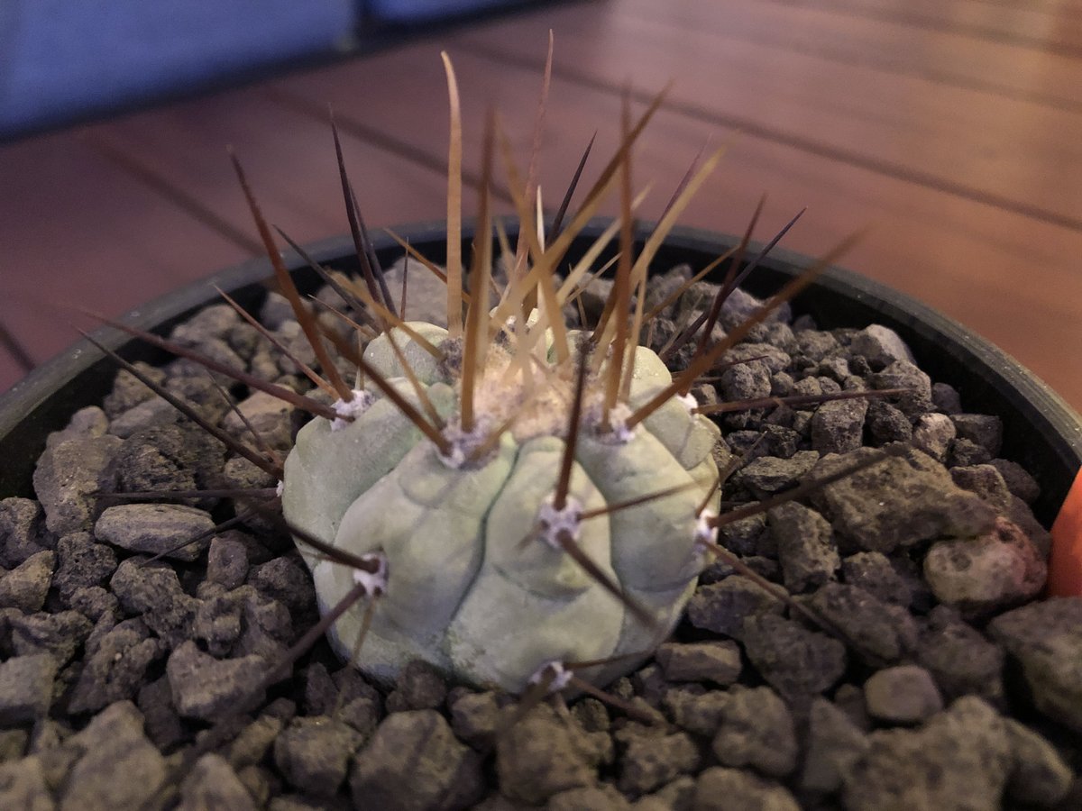 黑王丸Copiapoa cinerea強棘 黑王丸Copiapoa cinerea強棘