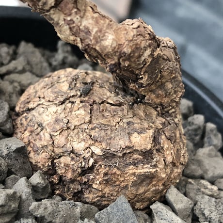 pelargonium triste《M  size》※現地球発根後店主国内管理1年株※味深き肌質にぼってりまん丸株元なトリステ※mad black pot植え