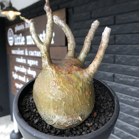 pachypodium gracilius《小さめL size》※現地球発根後店主国内管理2年株※愛くるしいぼってり良樹形な一株※mad black bowl pot植え