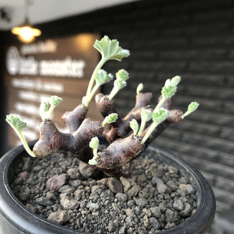 pelargonium  mirabile《大きめS size》※現地球店主国内管理4年株※愛おしく堪らない冬型の人気者‼︎weight低く良枝振り※mad black pot植え