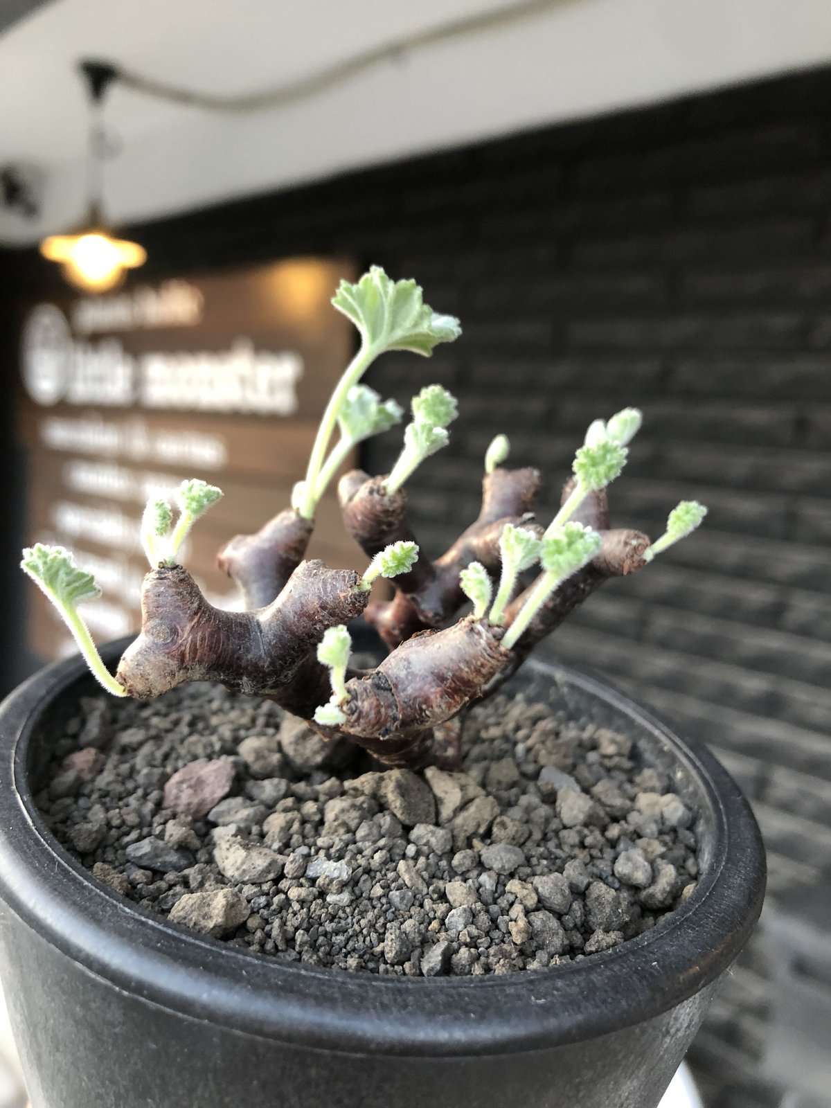 pelargonium mirabile《大きめS size》※現地球店主国内管理4年株 pelargonium mirabile《大きめS size》※現地球店主国内管理4年株