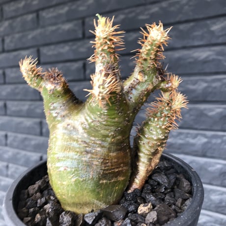 pachypodium  gracilius《M size》希少‼︎ニ頭枝w-he'd＆極green肌株※現地球発根後店主国内管理3年株※極green肌の良樹形双頭株※mad black pot植え