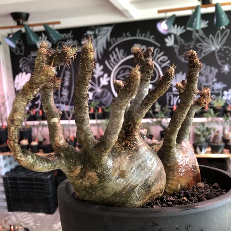 pachypodium gracilius 《大きめL size》※W-he'd株※現地球発根済株※店主国内管理4年株※良サイズ感‼︎アシンメトリーなニ分頭株※mad black bowl pot植え