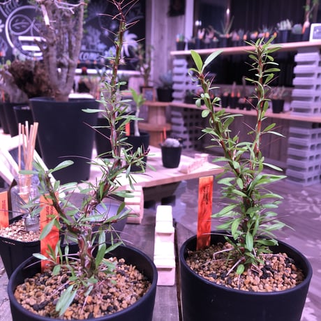 fouquieria   purpusii《M  size》※希少性高し