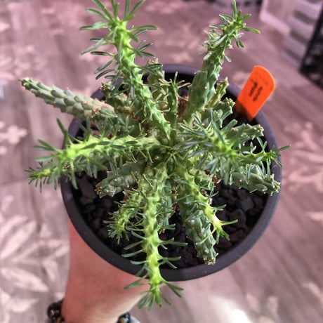 euphorbia  ramiglans《L size》※タコものらしい装い‼︎下部から木質化しwild株‼︎※mad black pot植え