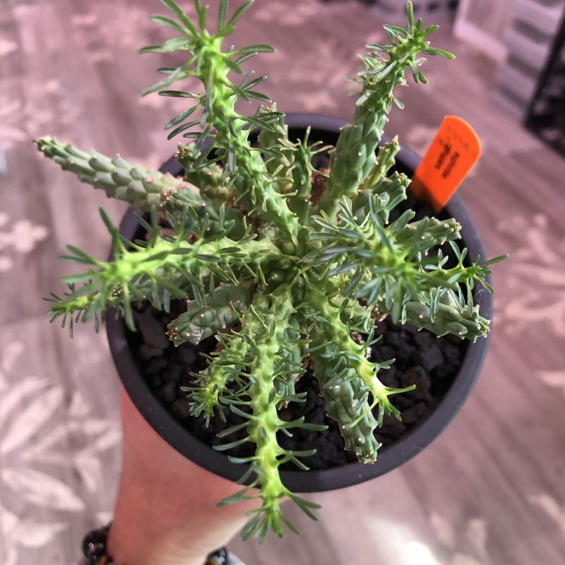 euphorbia ramiglans《L size》※タコものらしい装い‼︎下部から木質化