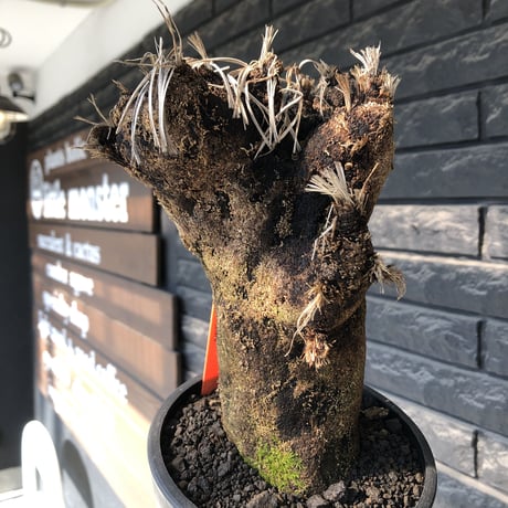 xerophyta trichophylla《S size》※現地球発根後店主国内管理2年株※驚愕強靭株※株元太めな一株※mad black pot植え