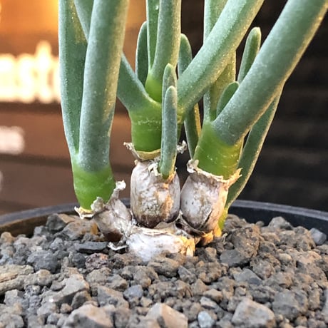 monilaria pisiformis《S size》※現地球発根後店主国内管理2年株※モニラリア属（激希少最上位種）冬型caudex※mad black pot植え