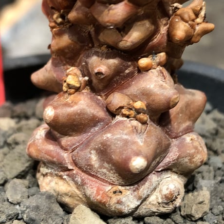 othonna herrei《L size》※現地球株発根済※ウェイト低く極太株となりボコボコ突出感も強い立体樹形‼︎※black pot植え