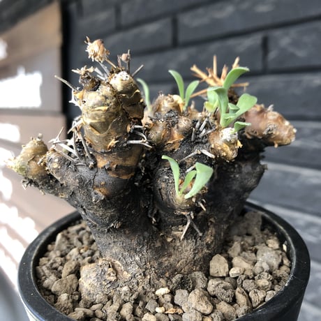 othonna  euphorbioides《大きめM size》※現地球発根後店主国内管理5年株※weight低く極めて短枝&枝数も多くボコボコ立体両A面樹形※mad black pot植え