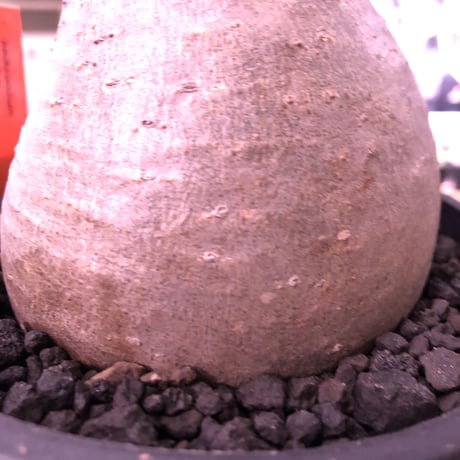 packypodium  gracilius《大きめM size》※現地球発根済み株‼︎  （限定1株）※ぼてっと存在感抜群のトトログラキ※mad black pot植え
