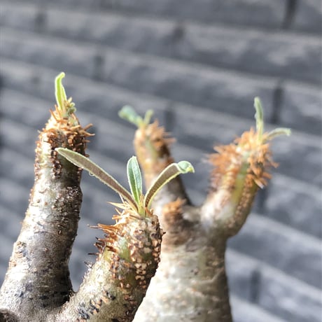 pachypodium gracilius《小さめM size》w-he'd株※現地球発根後店主国内管理4年株※丸みも強く愛くるしさ満点の良balance株※mad black pot植え