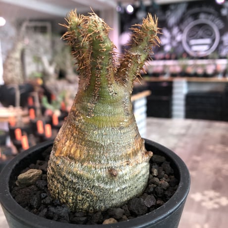 pachypodium  gracilius《大きめS size》一部緑赤肌＆現地焼け株※現地球発根済株※店主国内管理2年株※良balance立体的ボコボコ表皮の選抜株※mad black pot植え