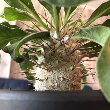 packypodium  namaquanum  光堂《M size》希少極美株‼︎ 冬型パキポ‼︎ ※mad black pot植え　店主管理４年株