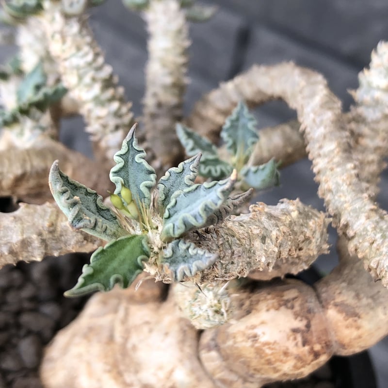 ユーフォルビア　エスクレンタ　現地球 Euphorbia esculenta