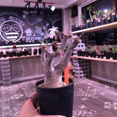 packypodium    cactipes《M size》発根済み株‼︎ 美株‼︎