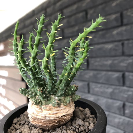 euphorbia gorgonis《大きめM size》※現地球発根後店主国内管理2年株※人気🐙タコもの‼︎美多肉質葉&木質wild塊根の二面性が魅力※mad  black pot植え