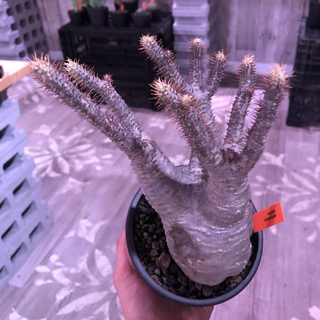 packypodium  gracilius《M  size》※現地球発根済株※枝数多きwild株ながら枝振りbalance良きオーソドックス樹形※mad black pot植え