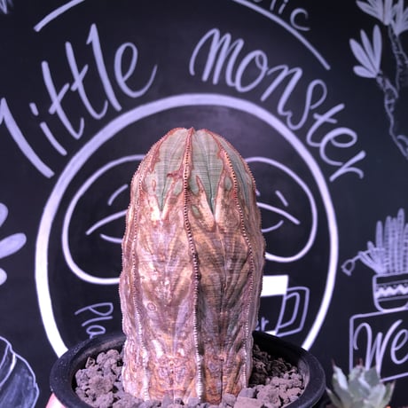 euphorbia    obesa
