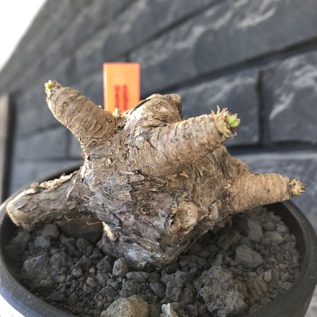euphorbia  itremensis 《L size》※現地球発根後店主国内管理5年株※極太塊根を持ちweight低く大変将来有望な良樹形※mad black bowl pot植え