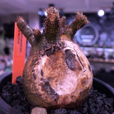 packypodium  gracilius《S size》一部グリーン肌＆激しい現地焼け株※現地球発根済株※良き肌colorに低重心＆生き様感じるエグれに現地焼け株※mad black pot植え