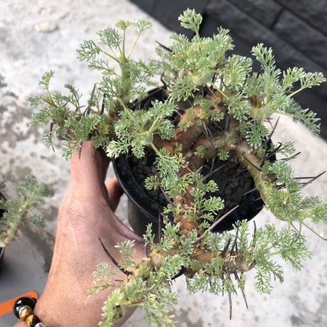sarcocaulon  herrei《M size》