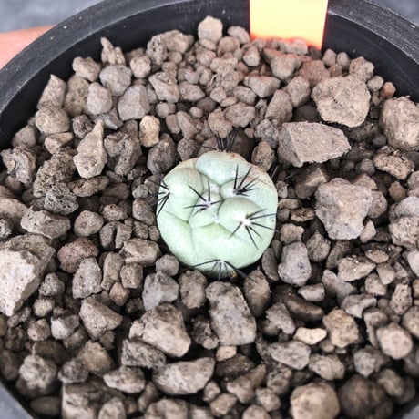 ortegocactus   macdougallii《大きめS size》希少※現地球カキ仔自根株※薄水色肌極美球体株‼︎※mad black pot植え