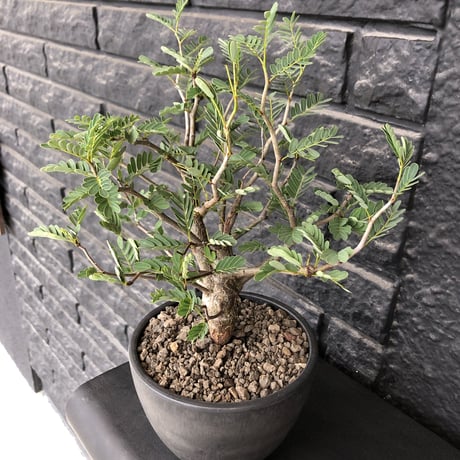 senna  meridionalis《 L size》※現地球発根済株※幹の色が濃くweightがlow仕立てによりコンパクトに纏まった大きめセンナ※mad black bowl pot植え