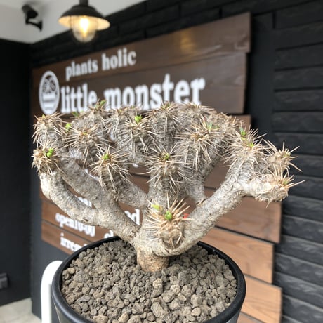 euphorbia  guillauminiana《大きめL size》※現地球発根済株※店主国内管理4年株※溶岩質土壌育ちの現地球株らしい表皮＆低重心wild良樹形※mad black pot植え