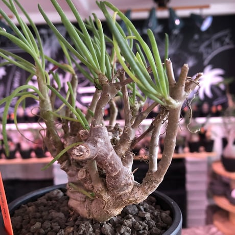 othonna protecta《L size》※現地球発根済株※今後輸入が厳しく流通少ない美しいプロテクタ‼︎サイズもbigな良株※mad black bowl pot植え