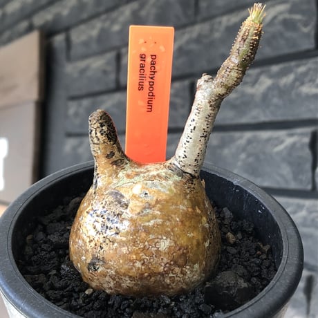 pachypodium gracilius《S size》希少‼︎yellow肌＆球体株※現地球発根後店主国内管理2年株※360度まん丸球体樹形の堪らなくかわいい一株※mad black pot植え