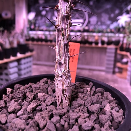 fouquieria  diguetii《M    size》再入荷お知らせ通知分※mad black pot植え
