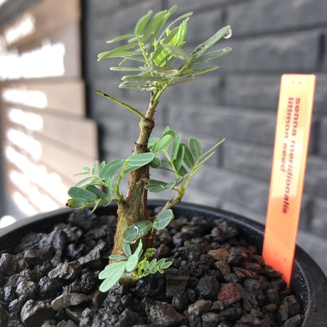 senna  meridionalis《 S size》littmon seed🌱※小振りながら大切に育てた成長楽しみ可愛いセンナ※mad black pot植え