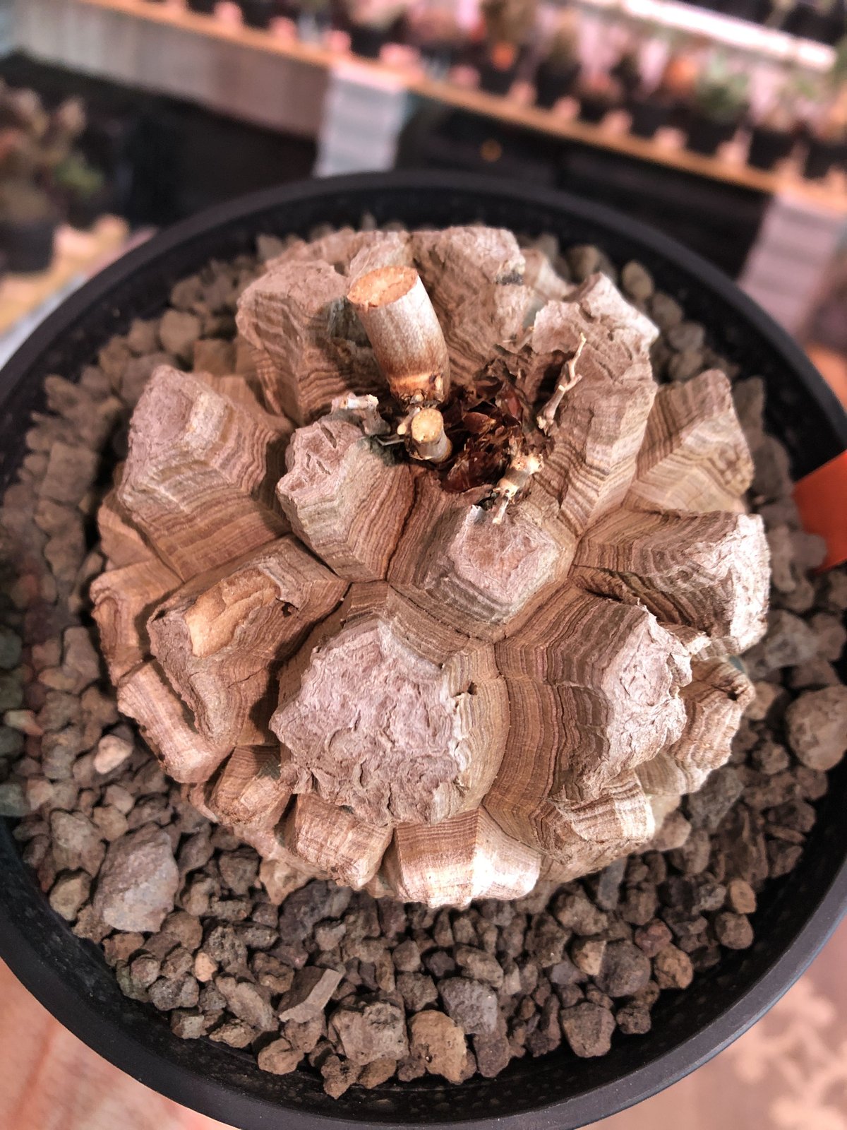 dioscorea elephantipes アフリカ亀甲竜《大きめM size》※今後 dioscorea elephantipes アフリカ亀甲竜《大きめM size》※今後