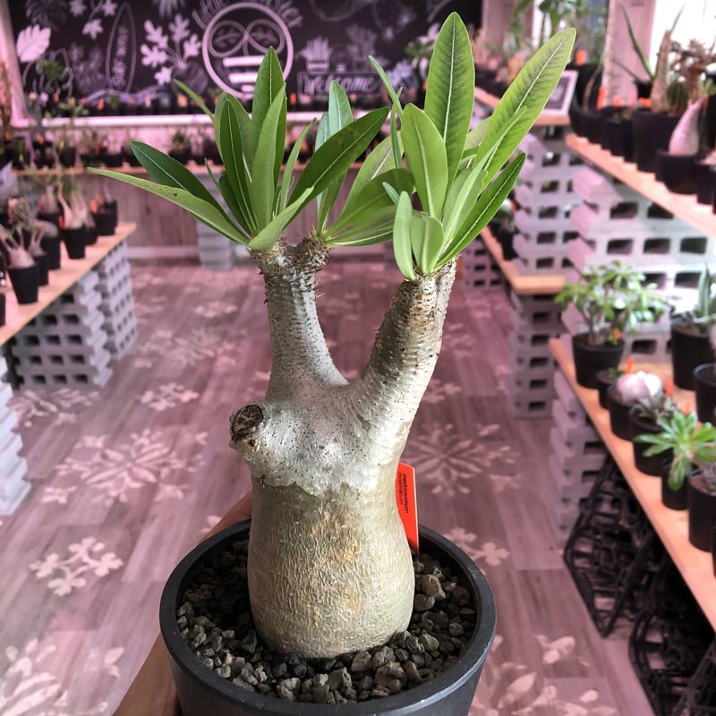 packypodium inopinatum《M size》発根済み株‼︎ 店主管理国内3