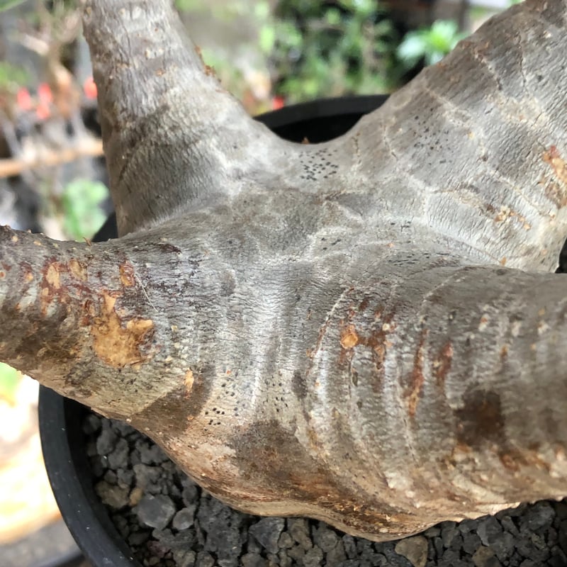 pachypodium enigmaticum《L size》※現地球株発根済※ワイルドな極太