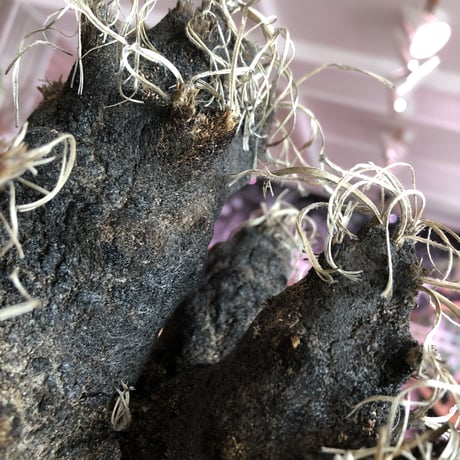 xerophyta  trichophylla《L L size》※現地球発根済株※驚愕強靭株※極太株幅bigキセロ‼︎より激しく黒焦げなwild過ぎる良樹形※mad black pot植え
