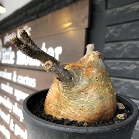 pachypodium gracilius《大きめM size》極ぼってり低重心樹形&現地焼け肌※現地球発根後店主国内管理4年株※丸みも強く極めて低重心ぼってり樹形※mad black pot植え