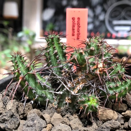 euphorbia golisana《M size》※現地球株発根済※木質化した極太主頭から伸びる良枝振りとコントラストが美しく厳つい棘々しさも堪らない‼︎※black bowl pot植え