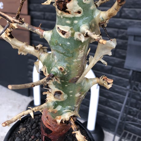 commiphora  africana《大きめL L size》※現地球発根後店主国内管理3年株※美しい佇まい且つ成熟したwild表皮が堪らない※鉄鉢植え