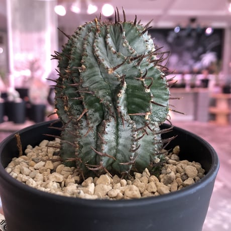 euphorbia    horrida