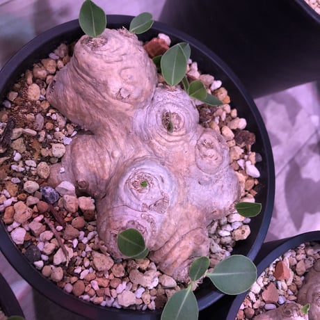 packypodium  brevicaule  恵比寿笑い《M  size》丁度良いsize感